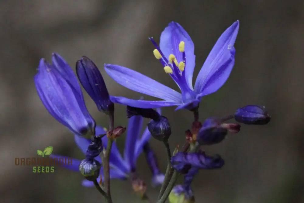 Pasithea Coerulea Seeds â€“ Elevate Your Gardening Experience With Unique Captivating Blooms!