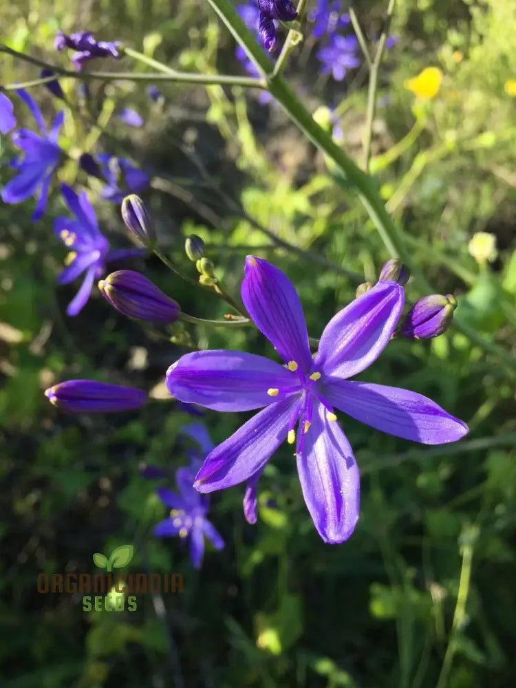 Pasithea Coerulea Seeds â€“ Elevate Your Gardening Experience With Unique Captivating Blooms!