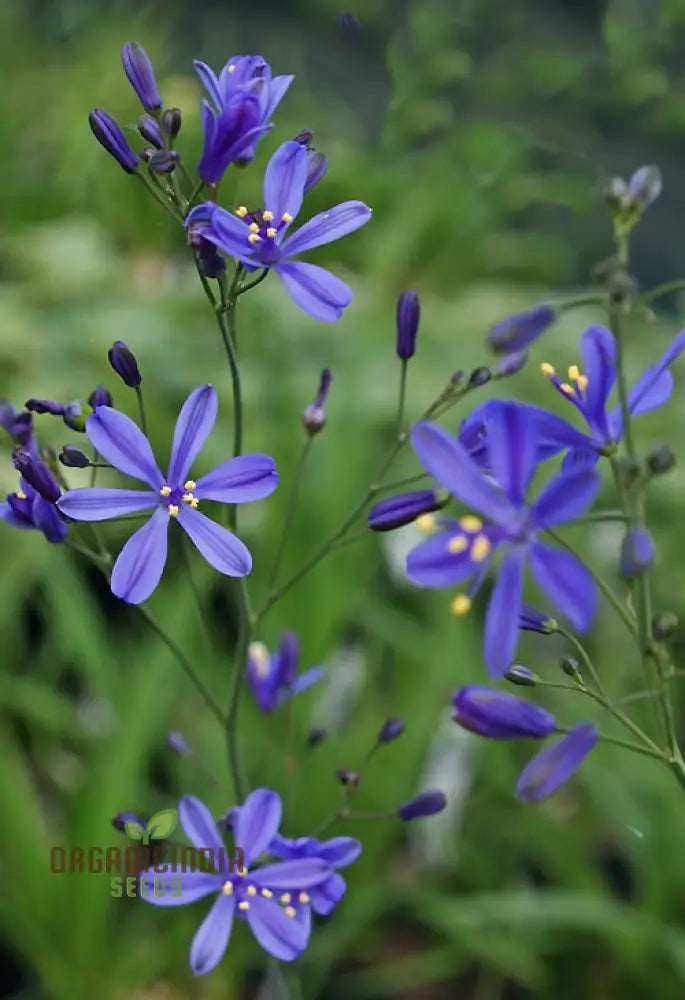 Pasithea Coerulea Seeds â€“ Elevate Your Gardening Experience With Unique Captivating Blooms!