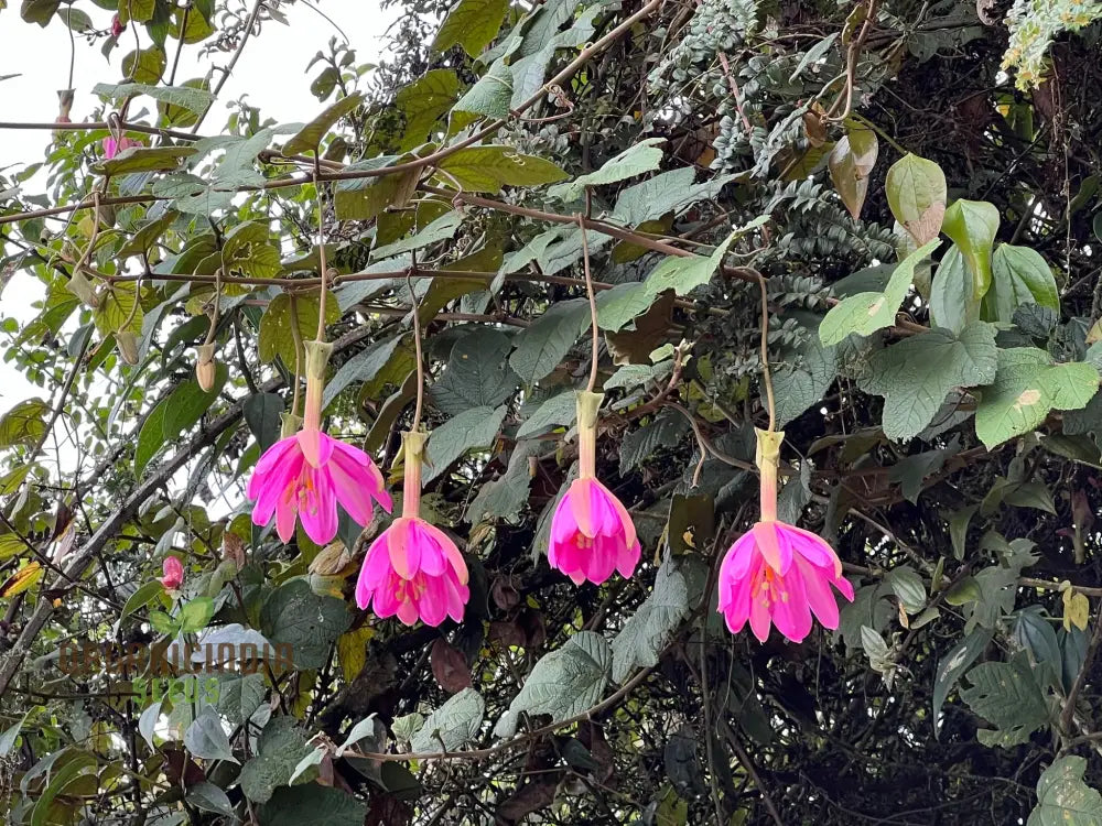 Passiflora Coactilis Seeds â€“ Elevate Your Gardening Experience With Stunning Unique Blooms!