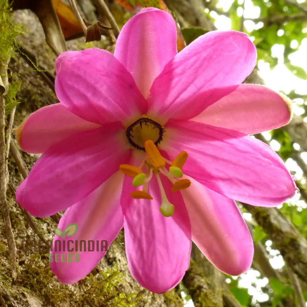 Passiflora Coactilis Seeds â€“ Elevate Your Gardening Experience With Stunning Unique Blooms!