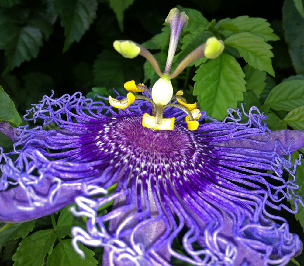 Passiflora Incarnata Seeds - Purple Passion Flower/Maypop, Fast-Growing Perennial Vine, Winter Hardy - 200 Pcs