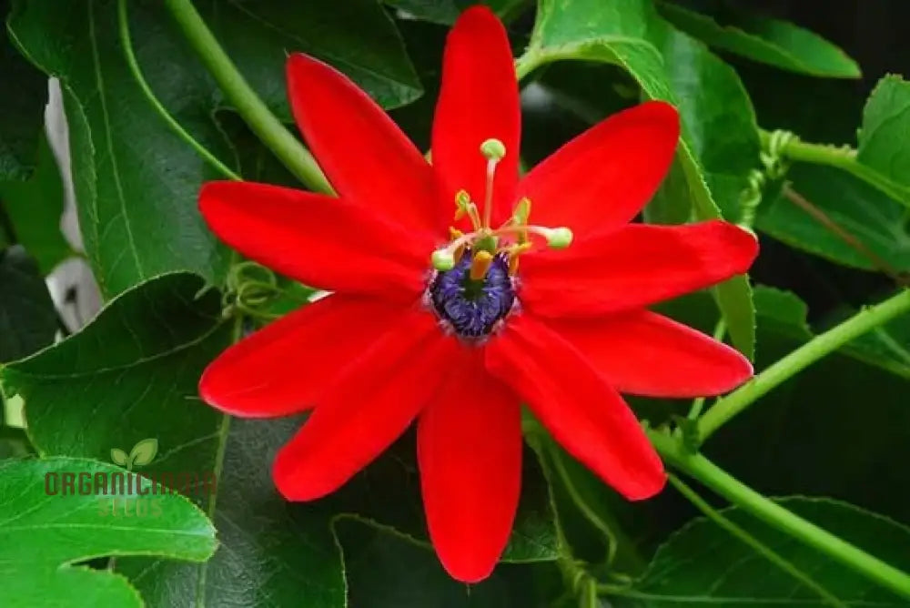 Passiflora Manicata Seeds â€“ Elevate Your Gardening Experience With Unique Tropical Blooms!