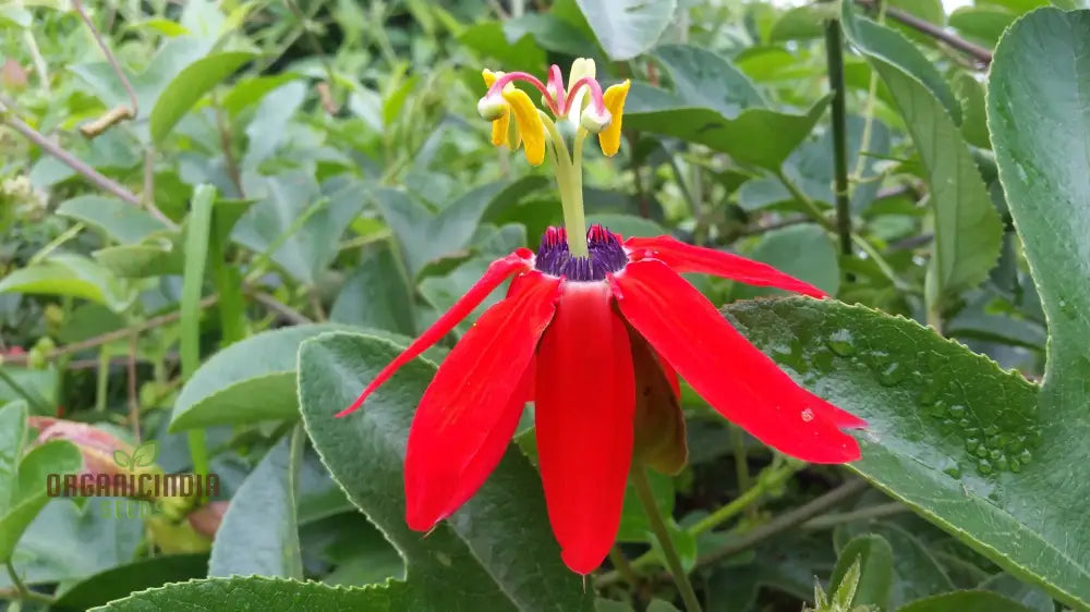 Passiflora Manicata Seeds â€“ Elevate Your Gardening Experience With Unique Tropical Blooms!