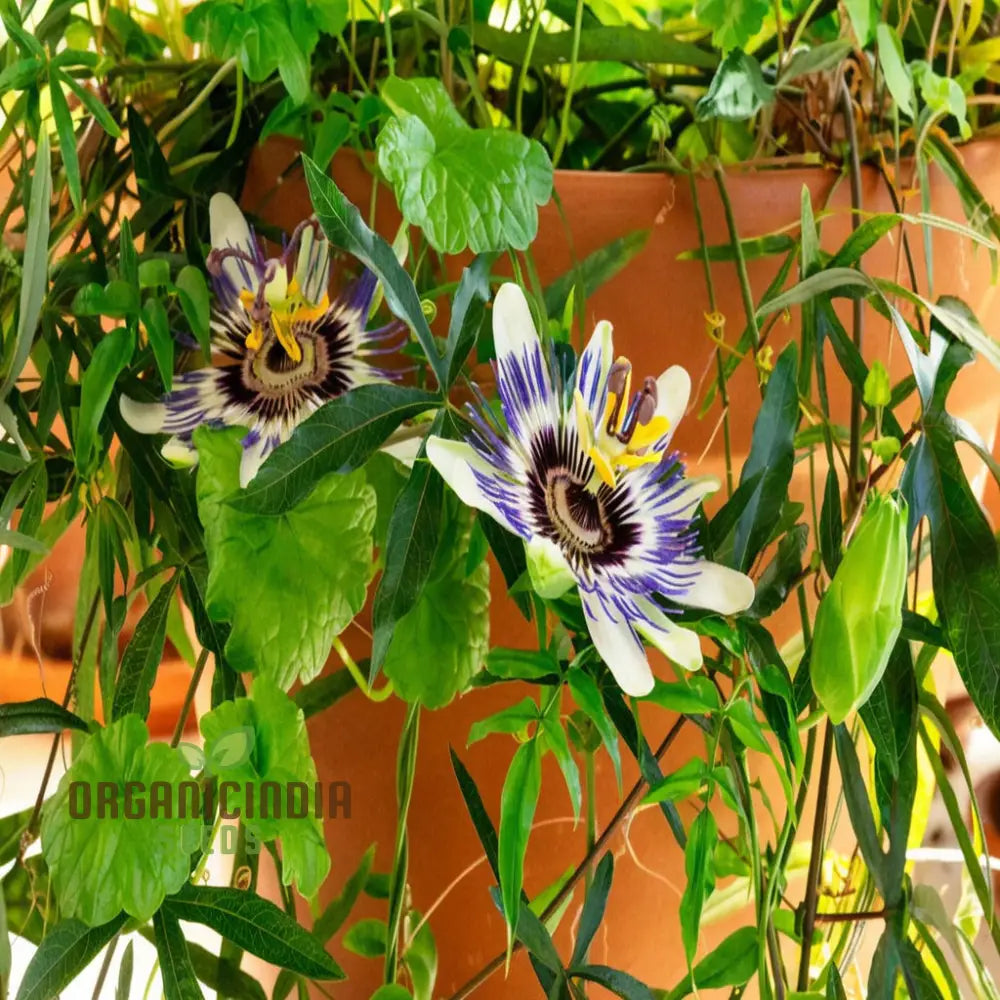 Passion Flower Seeds Fast Growing Exotic Blooms Ideal For Home Gardens Seeds