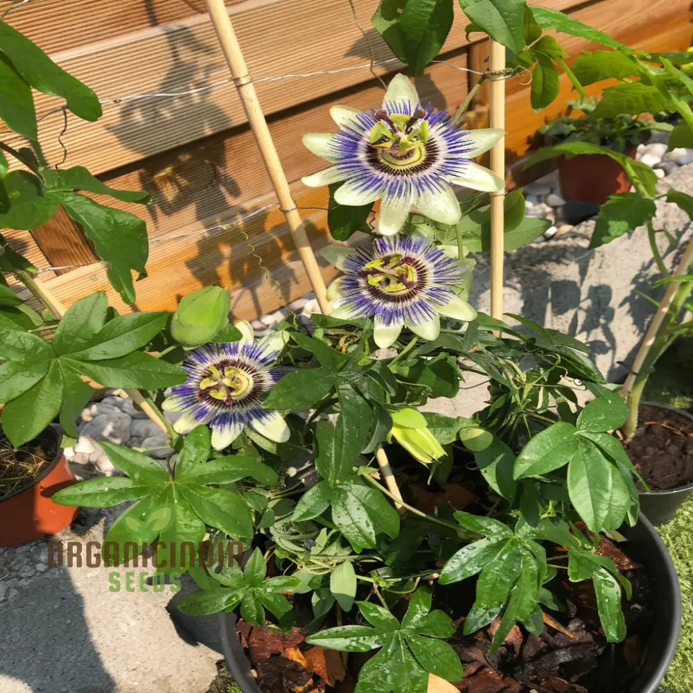 Passion Flower Seeds Fast Growing Exotic Blooms Ideal For Home Gardens Seeds