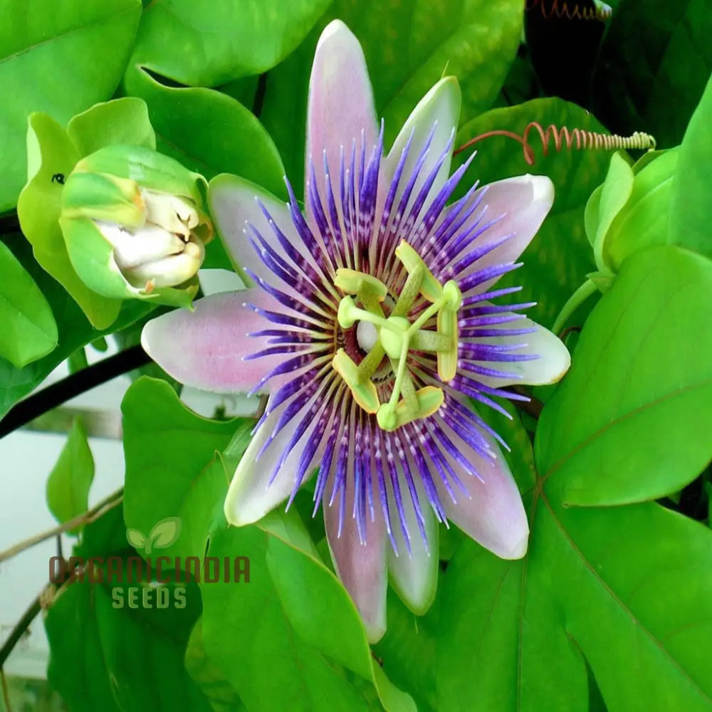 Passion Flower Seeds Fast Growing Exotic Blooms Ideal For Home Gardens Seeds