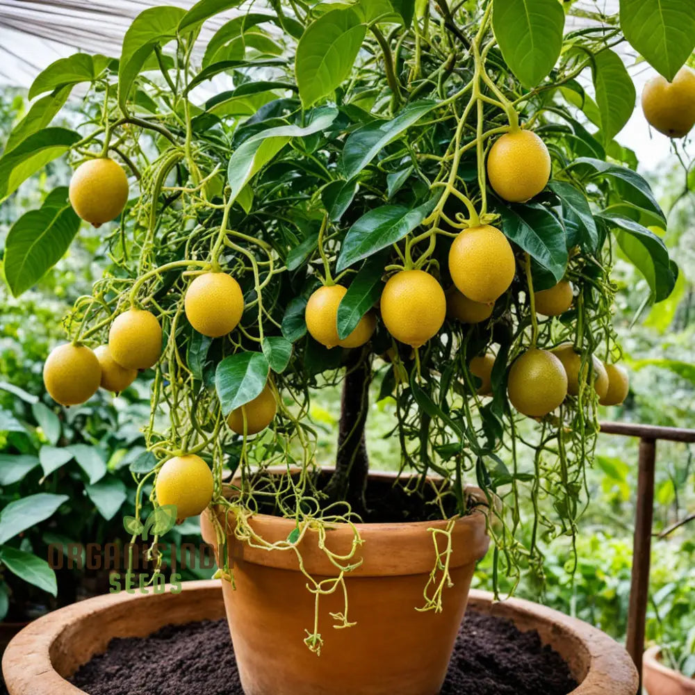 Passion Fruit Yellow Flavicarpa Variety Garden Plant(1 Healthy Live Plant) Seeds