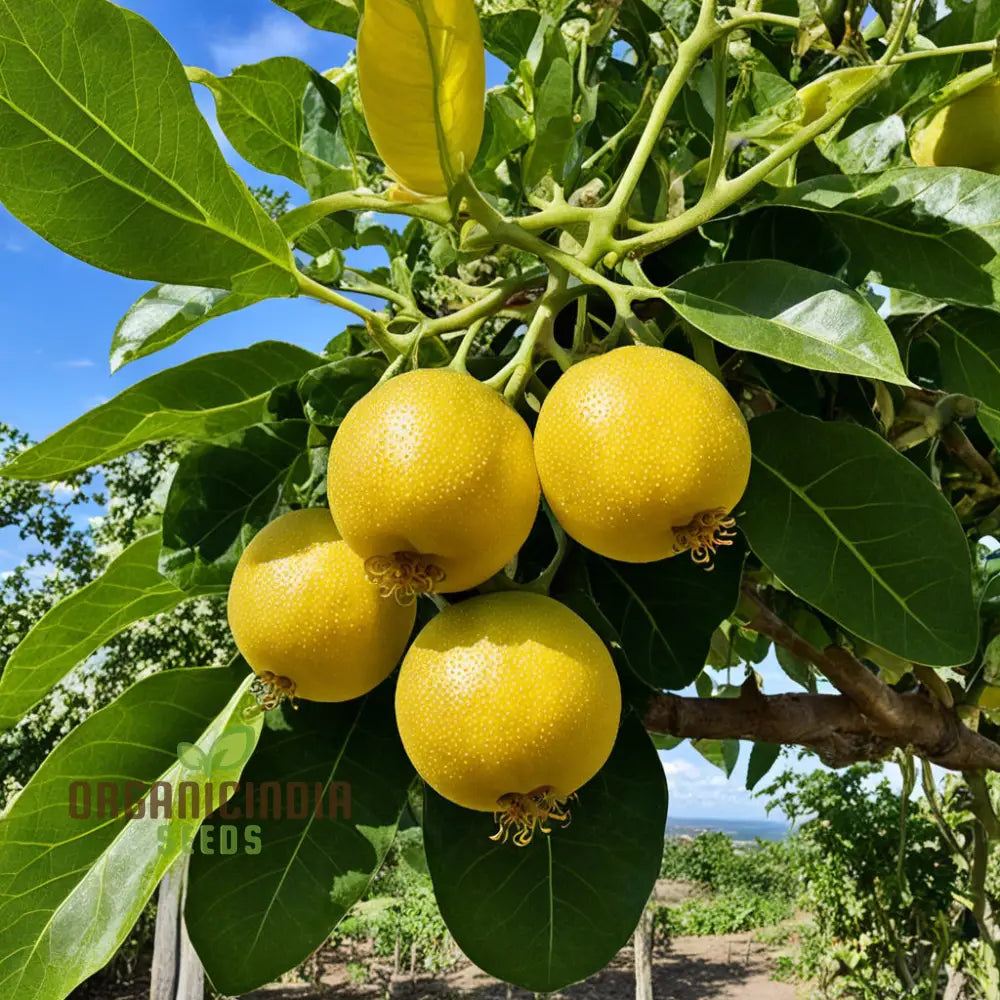 Passion Fruit Yellow Flavicarpa Variety Garden Plant(1 Healthy Live Plant) Seeds