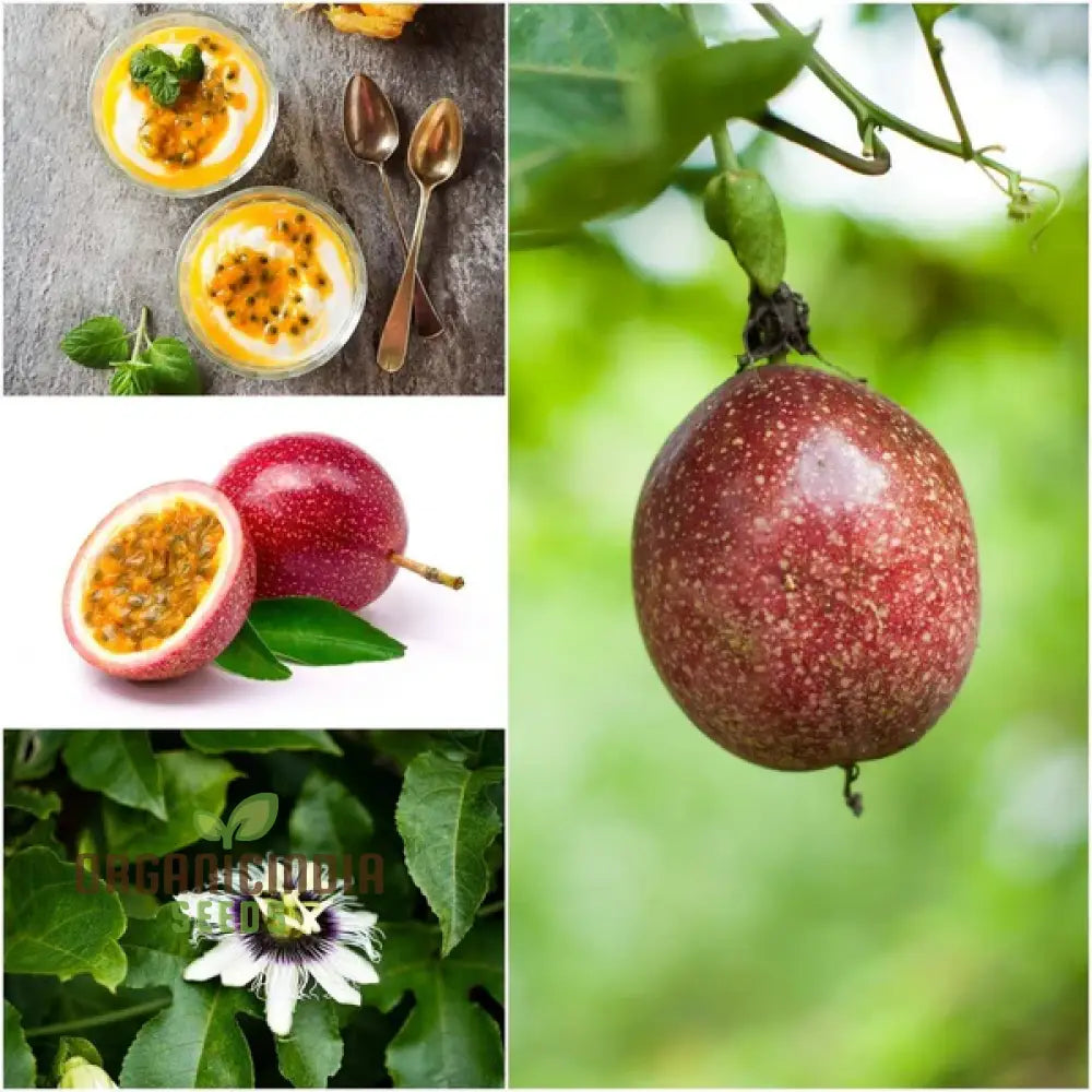 Passionfruit Pandora Seeds Premium Quality For Planting Enthusiasts