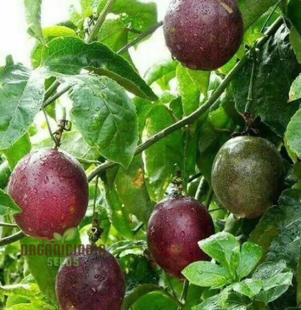 Passionfruit Pandora Seeds Premium Quality For Planting Enthusiasts