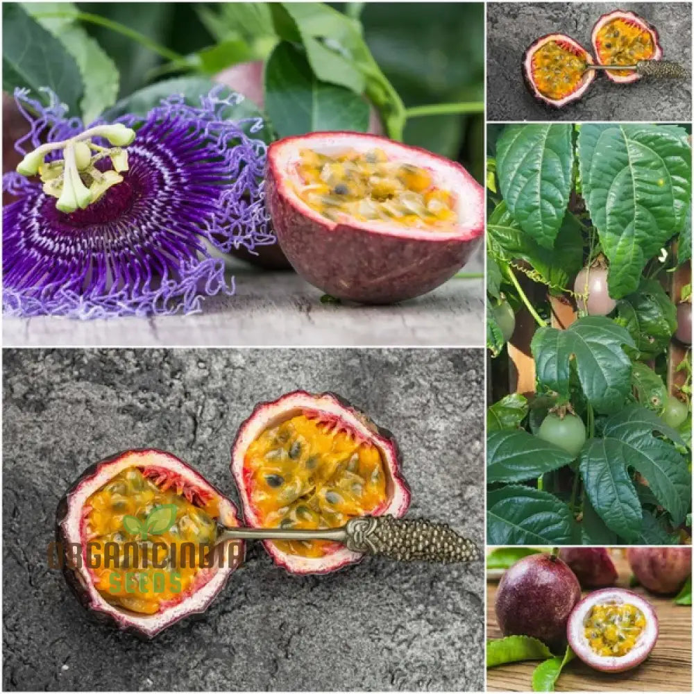 Passionfruit - Red Flamenco F1 Seeds Premium For Planting Exotic Vines