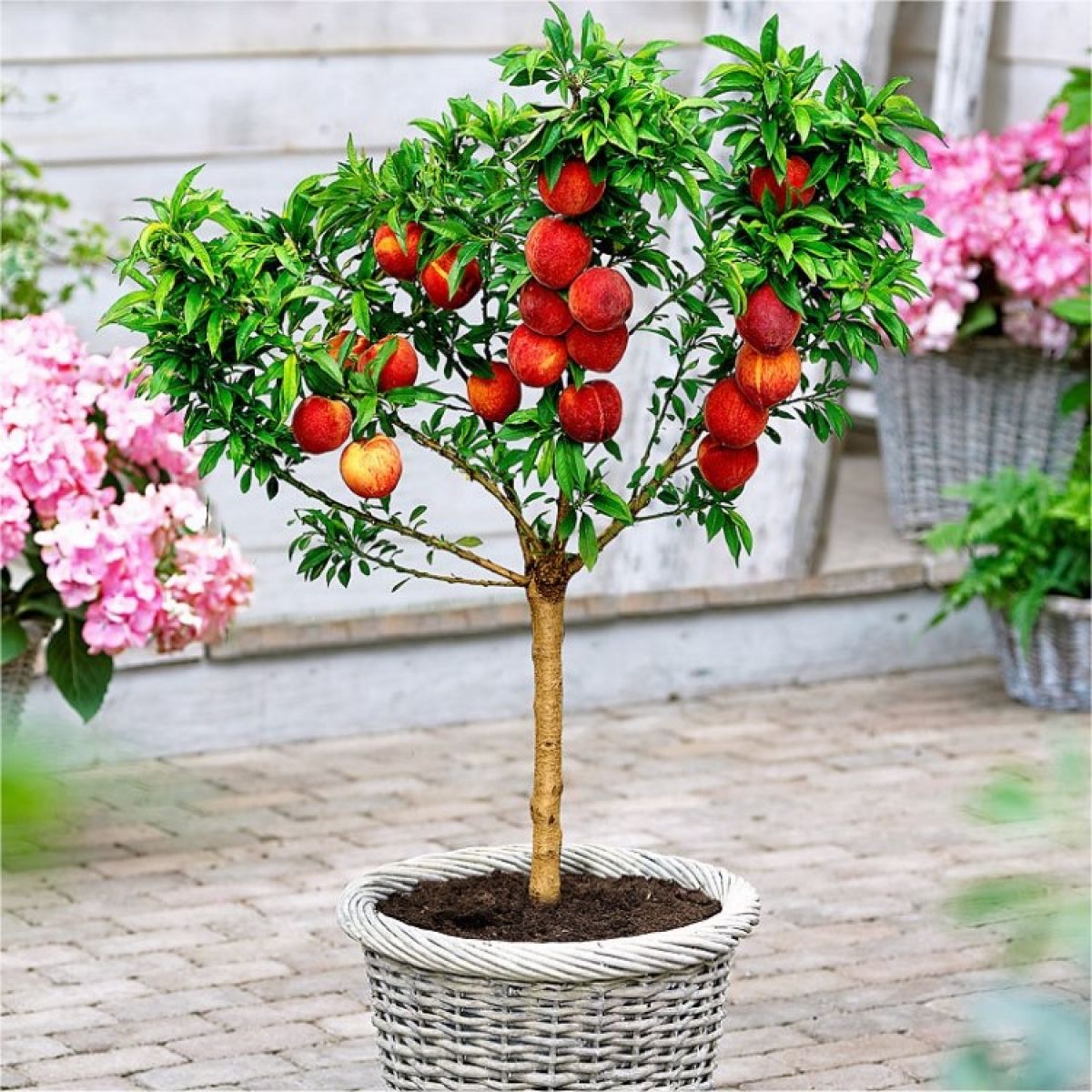 Dwarf Peach Fruit Tree Seeds for Indoor/Outdoor Planting – 10