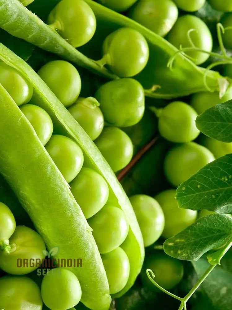 Pea Ambassador Seeds For Your Gardening Needs | Buy Online