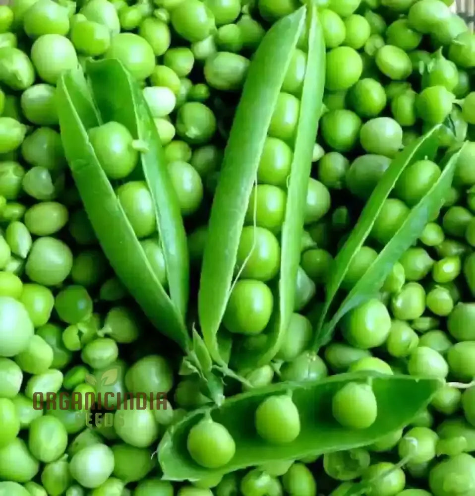 Pea Ambassador Seeds For Your Gardening Needs | Buy Online