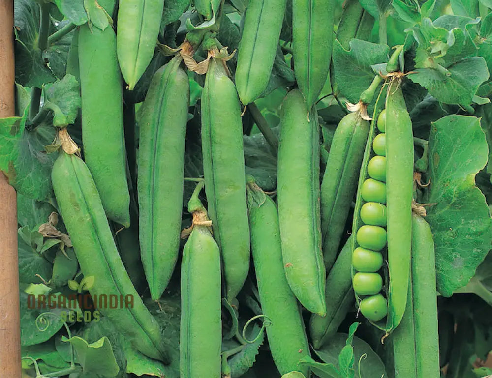 Pea Bean Vegetable Seeds For Planting High-Quality Grow Healthy Productive Beans In Your Garden