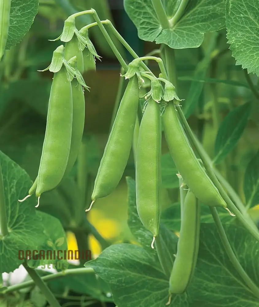 Pea Bean Vegetable Seeds For Planting High-Quality Grow Healthy Productive Beans In Your Garden