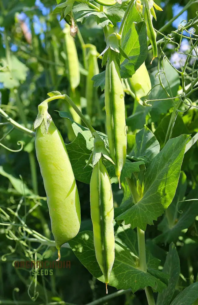 Pea Bean Vegetable Seeds For Planting High-Quality Grow Healthy Productive Beans In Your Garden