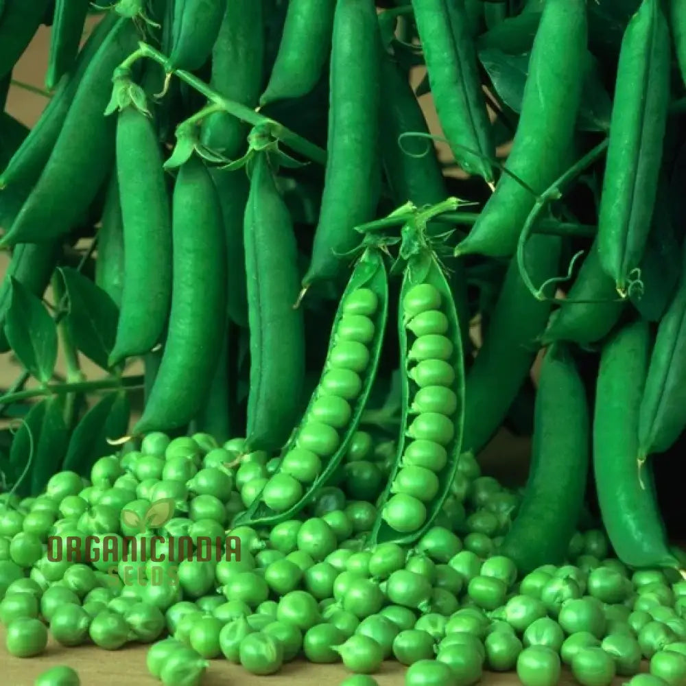 Pea Seeds - Kelvedon Wonder For Planting Grow Your Own Fresh And Tasty Peas Ideal Vegetable Garden