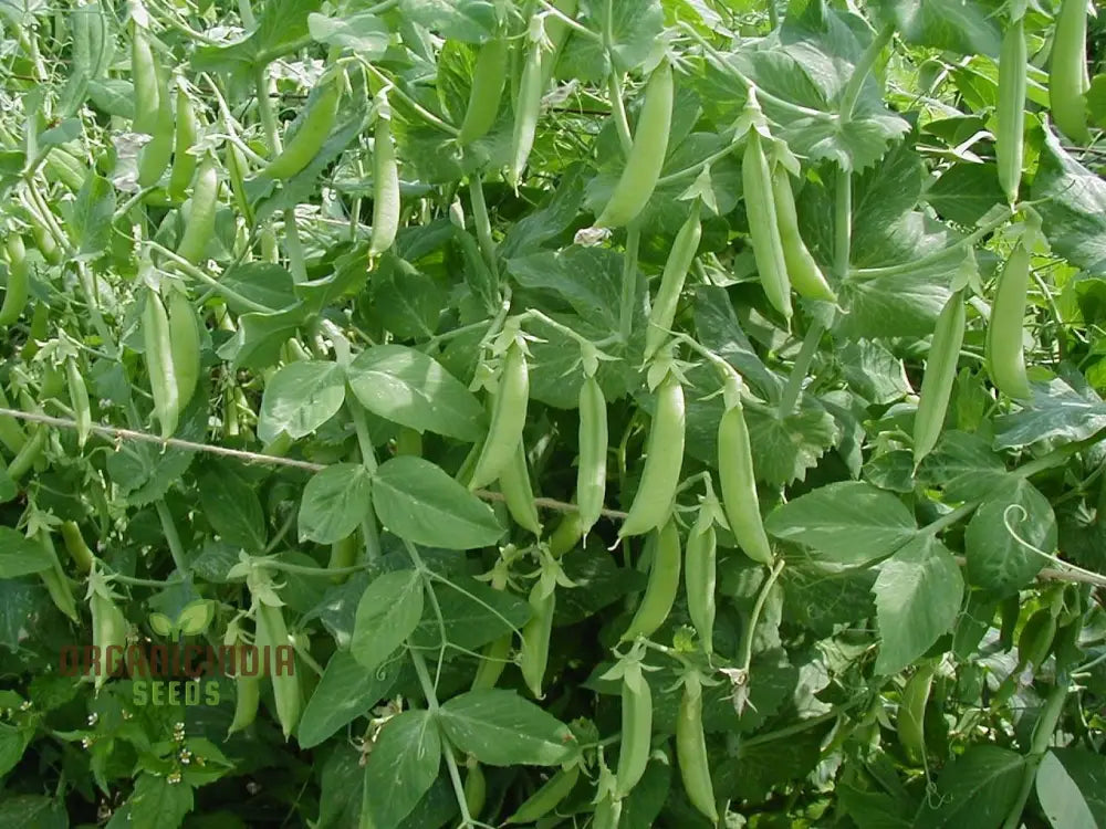 Pea Seeds - Kelvedon Wonder For Planting Grow Your Own Fresh And Tasty Peas Ideal Vegetable Garden