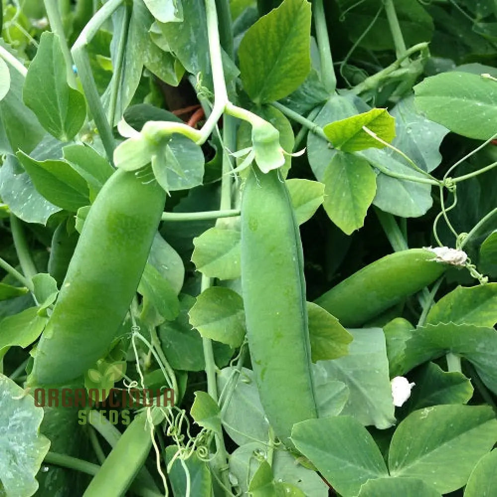 Pea Seeds - Kelvedon Wonder For Planting Grow Your Own Fresh And Tasty Peas Ideal Vegetable Garden