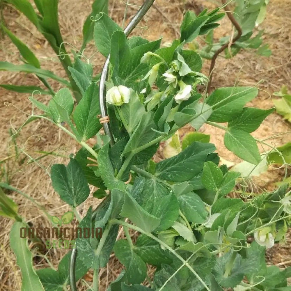 Pea Seeds - Kelvedon Wonder For Planting Grow Your Own Fresh And Tasty Peas Ideal Vegetable Garden