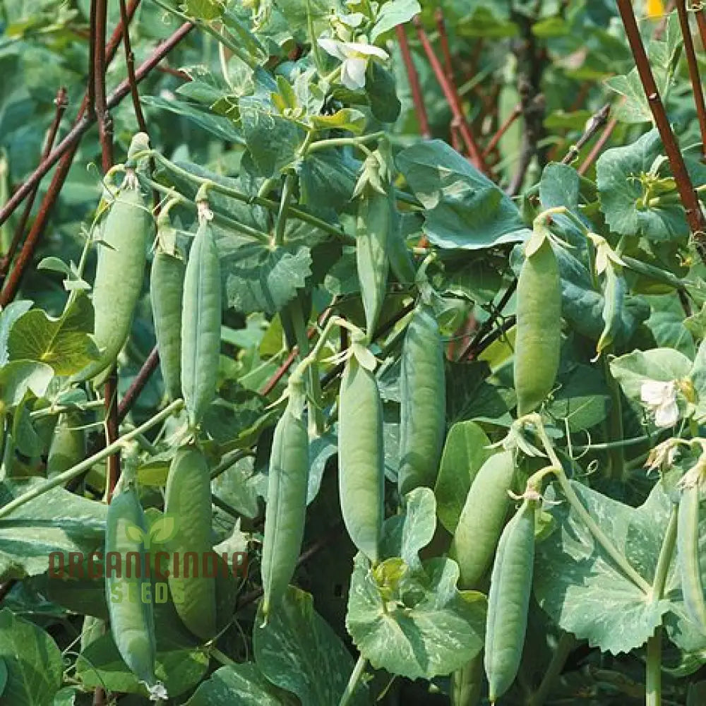 Pea Seeds - Kelvedon Wonder For Planting Grow Your Own Fresh And Tasty Peas Ideal Vegetable Garden