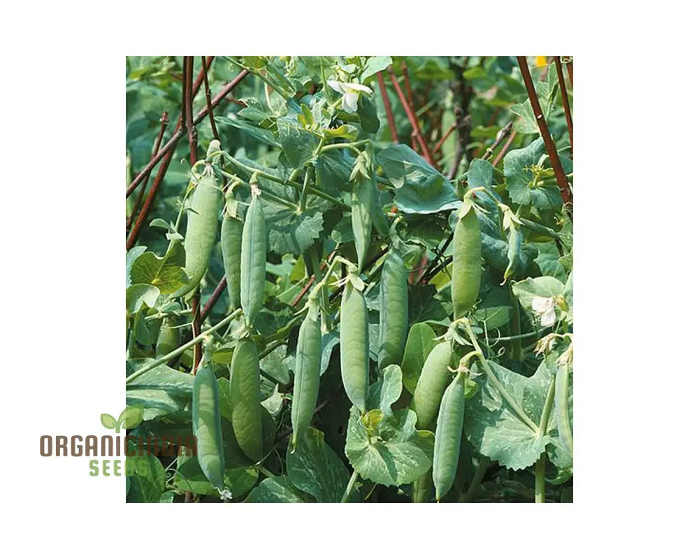 Pea Seeds - Kelvedon Wonder For Planting Grow Your Own Fresh And Tasty Peas Ideal Vegetable Garden