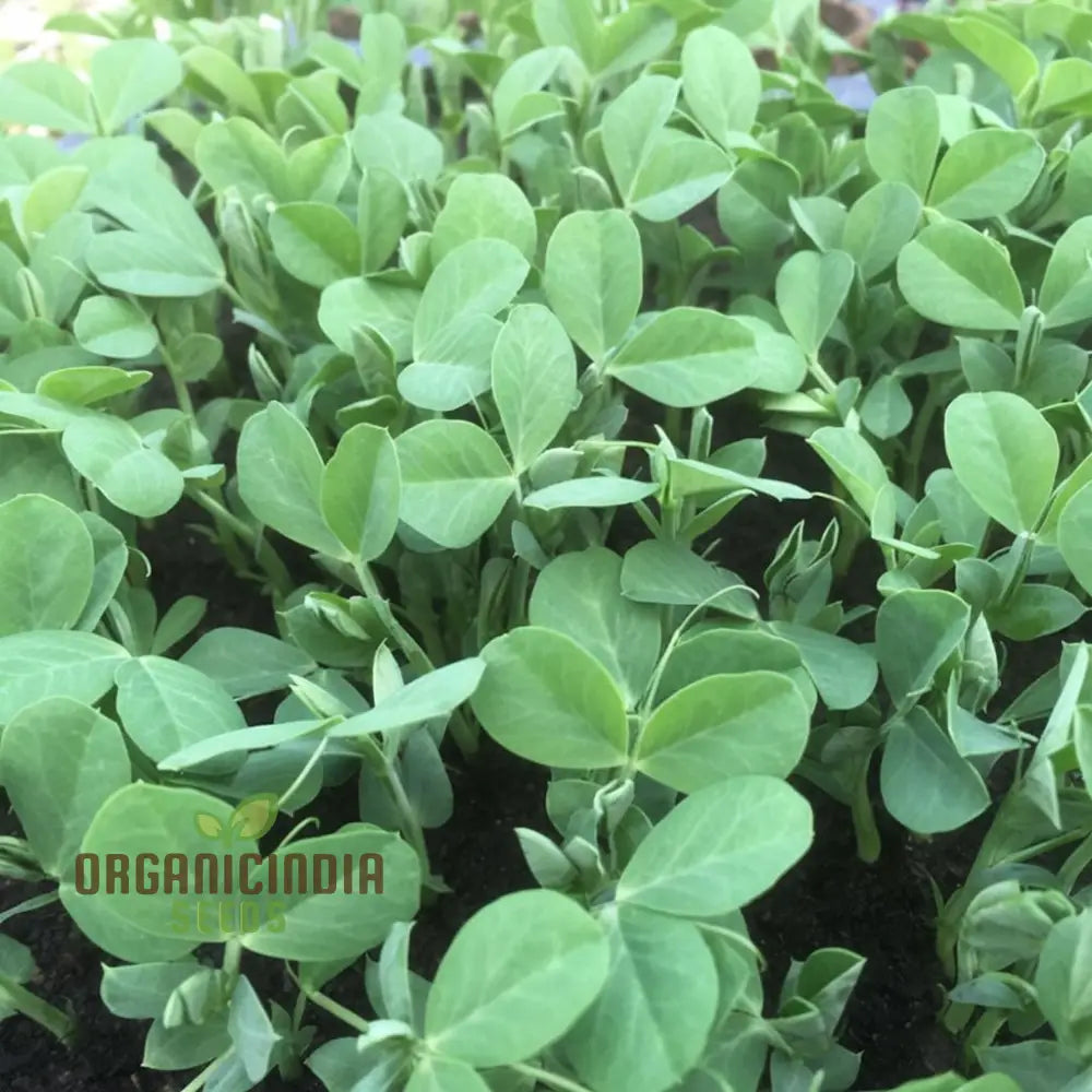 Pea Shoots Seeds – Elevate Your Gardening Experience With Fresh Flavorful Additions To Plate!