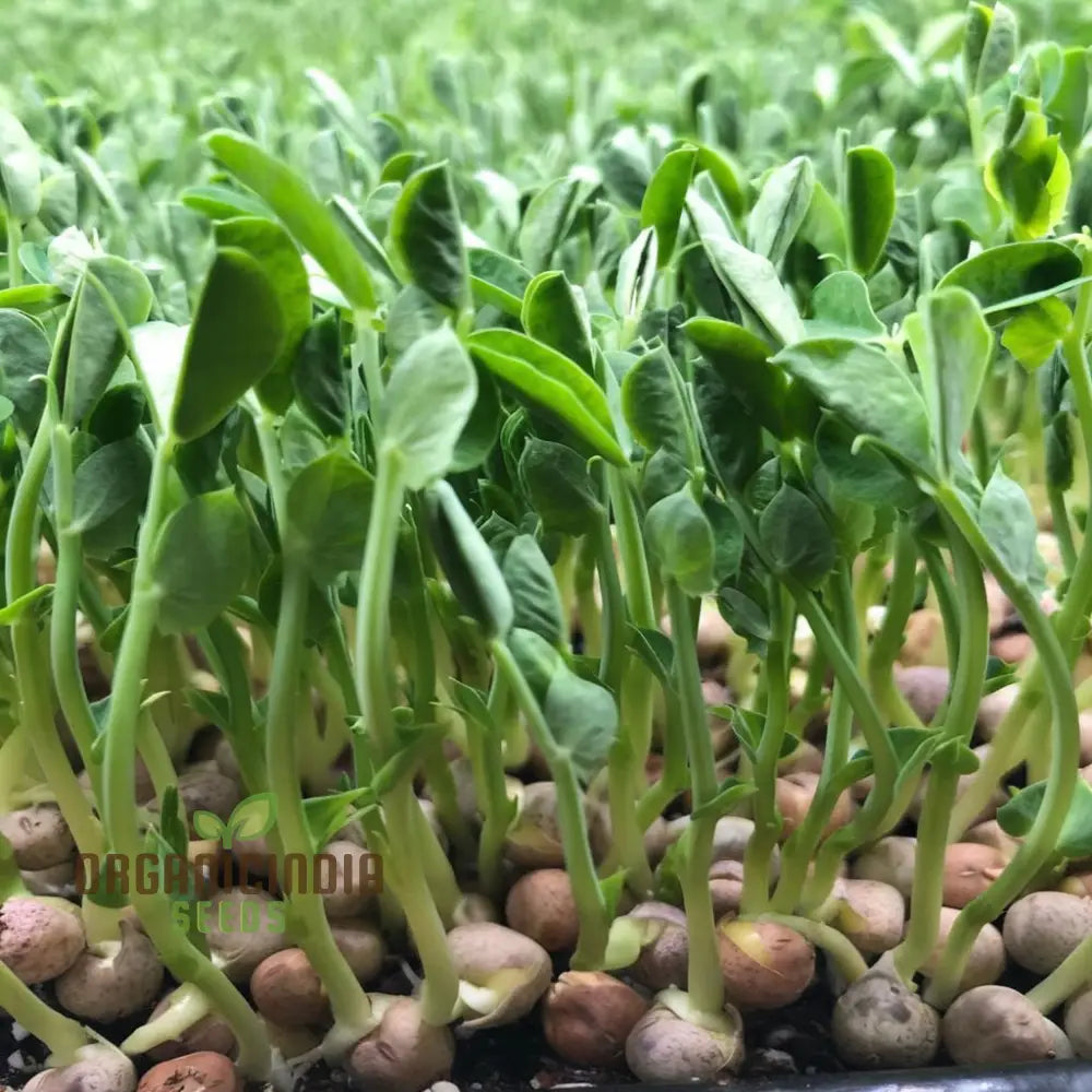 Pea Shoots Seeds – Elevate Your Gardening Experience With Fresh Flavorful Additions To Plate!