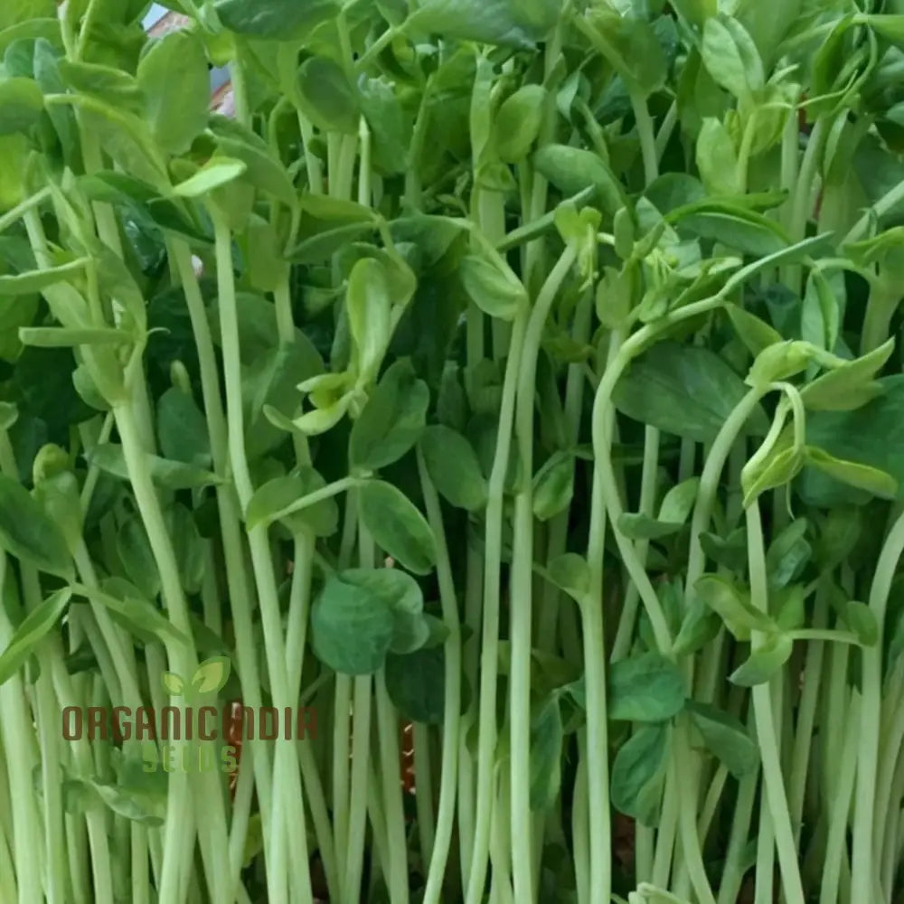 Pea Shoots Seeds – Elevate Your Gardening Experience With Fresh Flavorful Additions To Plate!