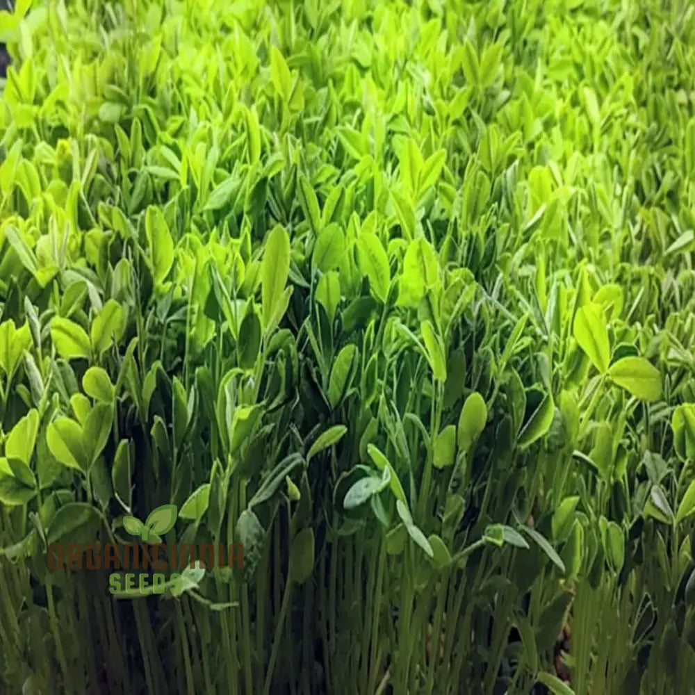 Pea Shoots Seeds – Elevate Your Gardening Experience With Fresh Flavorful Additions To Plate!