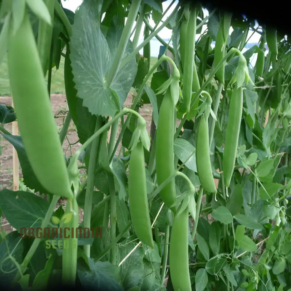 Pea Sugar Snap Lusaka Seeds Sweet & Crunchy Vegetable For Home Gardening Easy To Grow