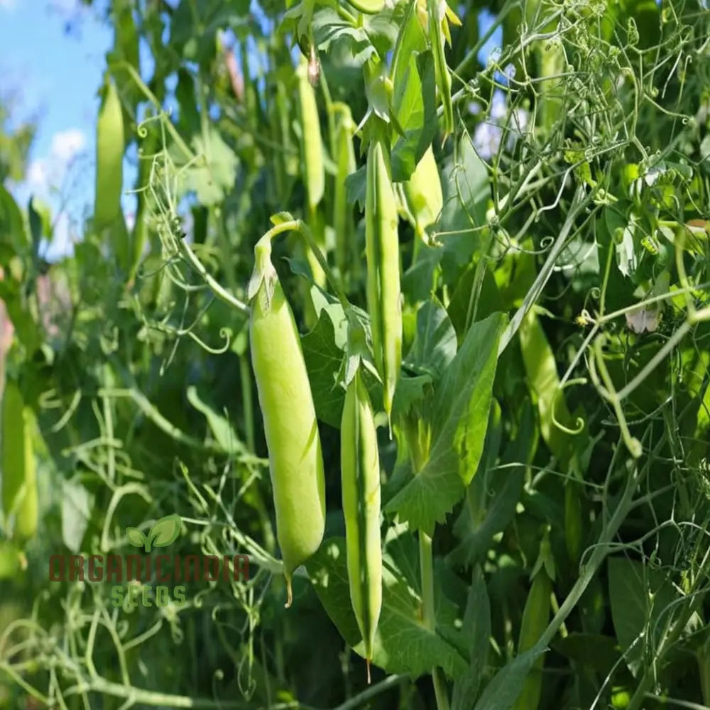 Pea Sugar Snap Lusaka Seeds Sweet & Crunchy Vegetable For Home Gardening Easy To Grow