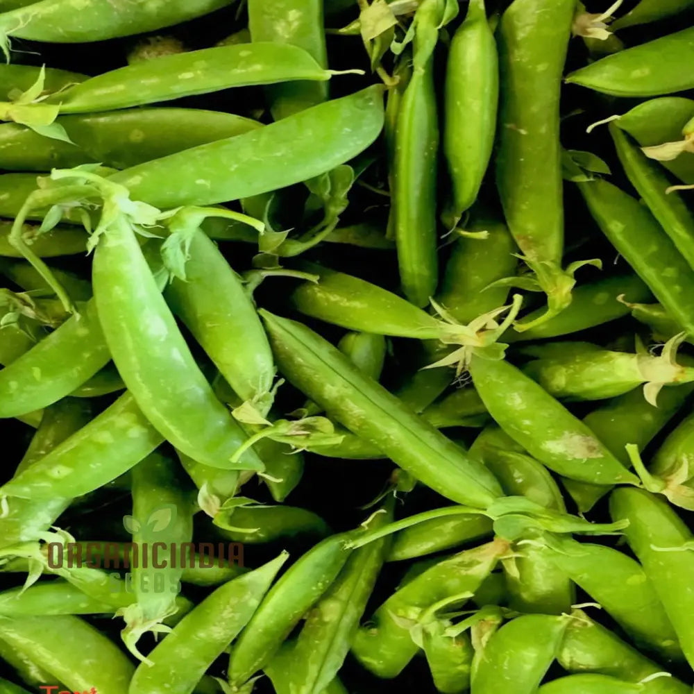 Pea Sugar Snap Lusaka Seeds Sweet & Crunchy Vegetable For Home Gardening Easy To Grow