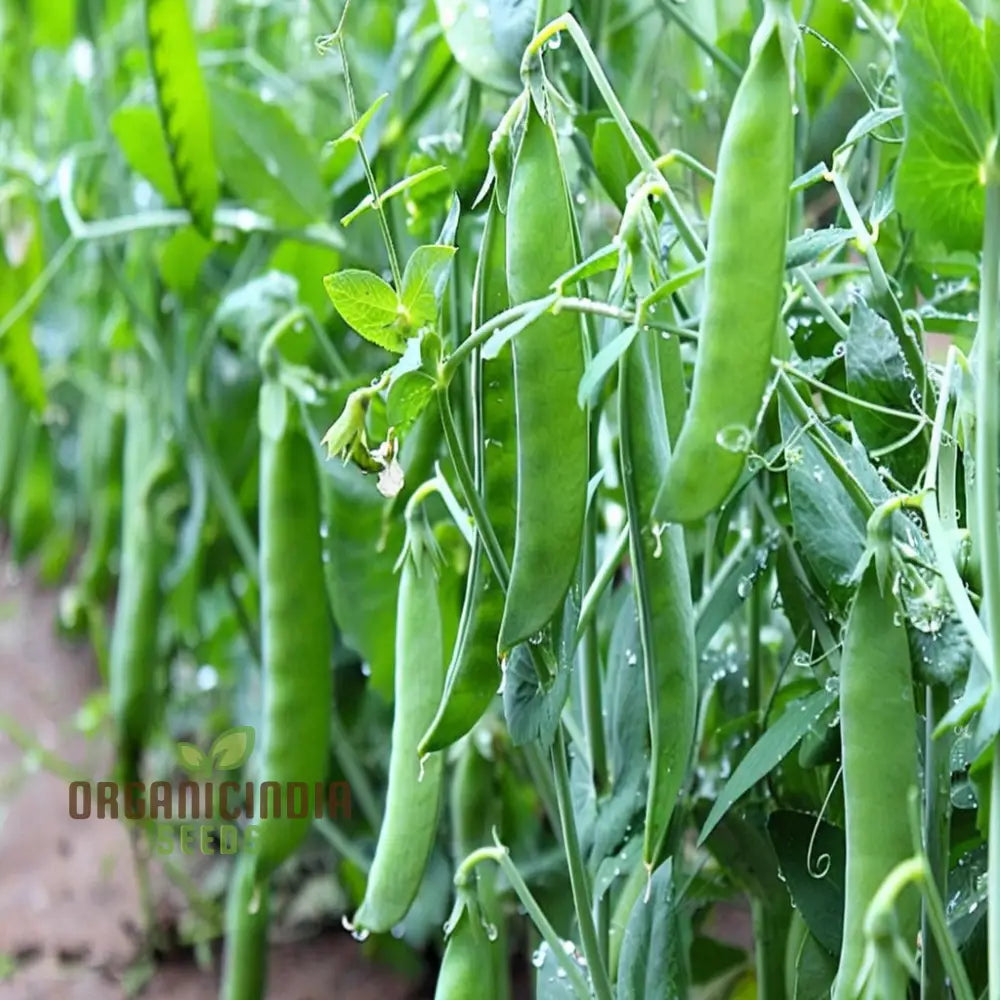 Pea Sugar Snap Lusaka Seeds Sweet & Crunchy Vegetable For Home Gardening Easy To Grow