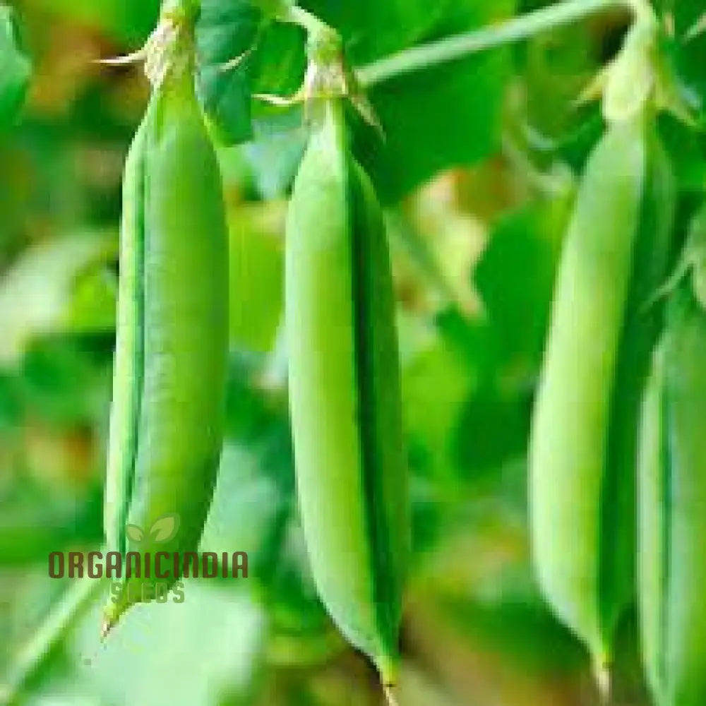 Pea (Sugarsnap) - Bon Seeds For Planting And Gardening Premium Quality