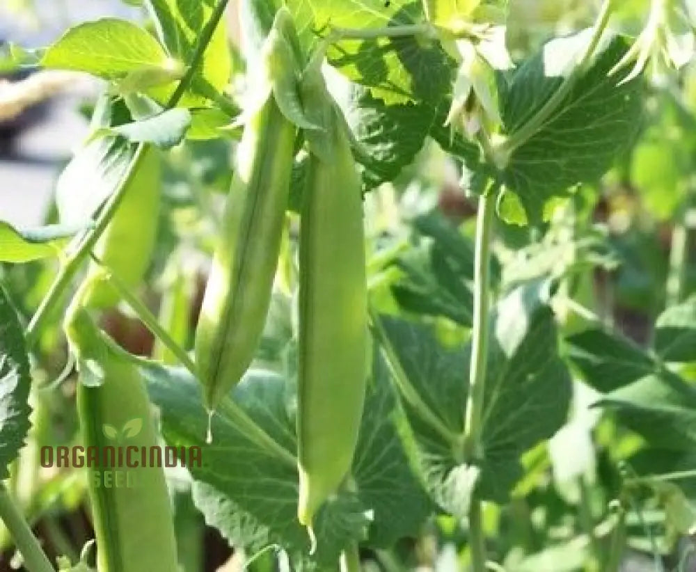 Pea (Sugarsnap) - Bon Seeds For Planting And Gardening Premium Quality