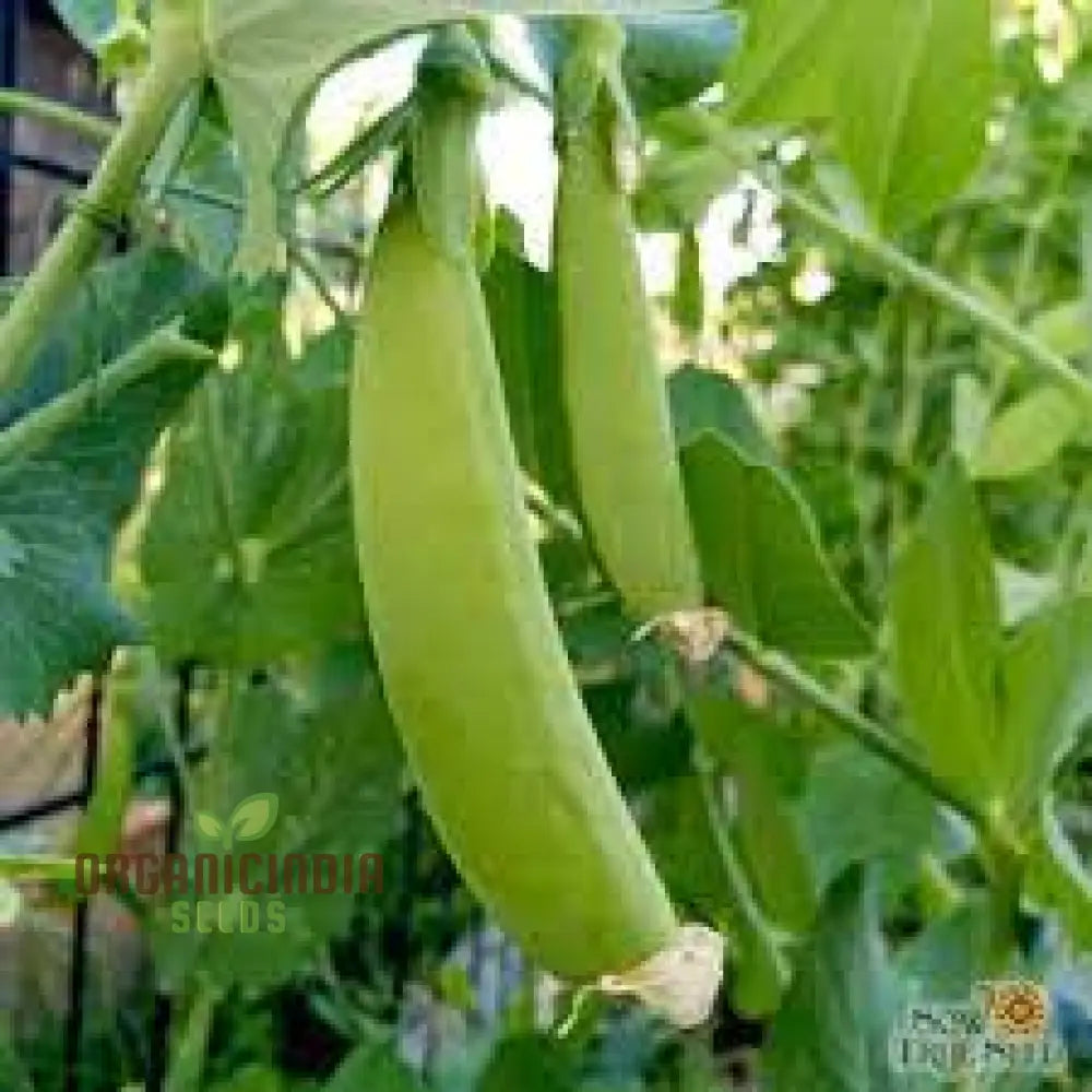 Pea (Sugarsnap) - Bon Seeds For Planting And Gardening Premium Quality