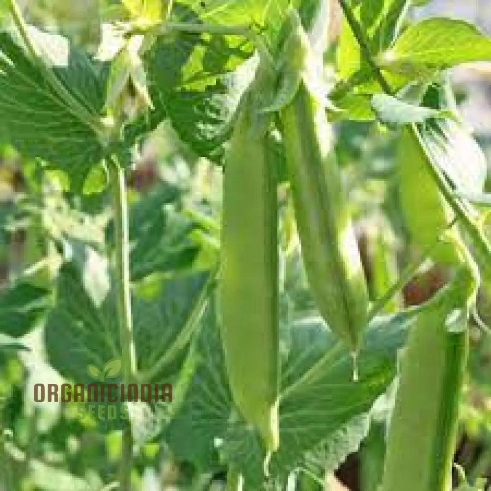 Pea (Sugarsnap) - Bon Seeds For Planting And Gardening Premium Quality