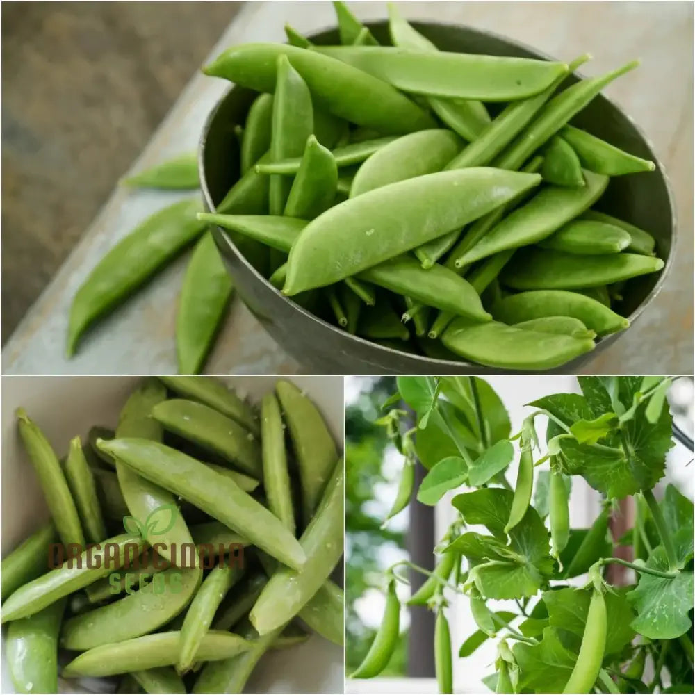 Pea (Sugarsnap) - Bon Seeds For Planting And Gardening Premium Quality