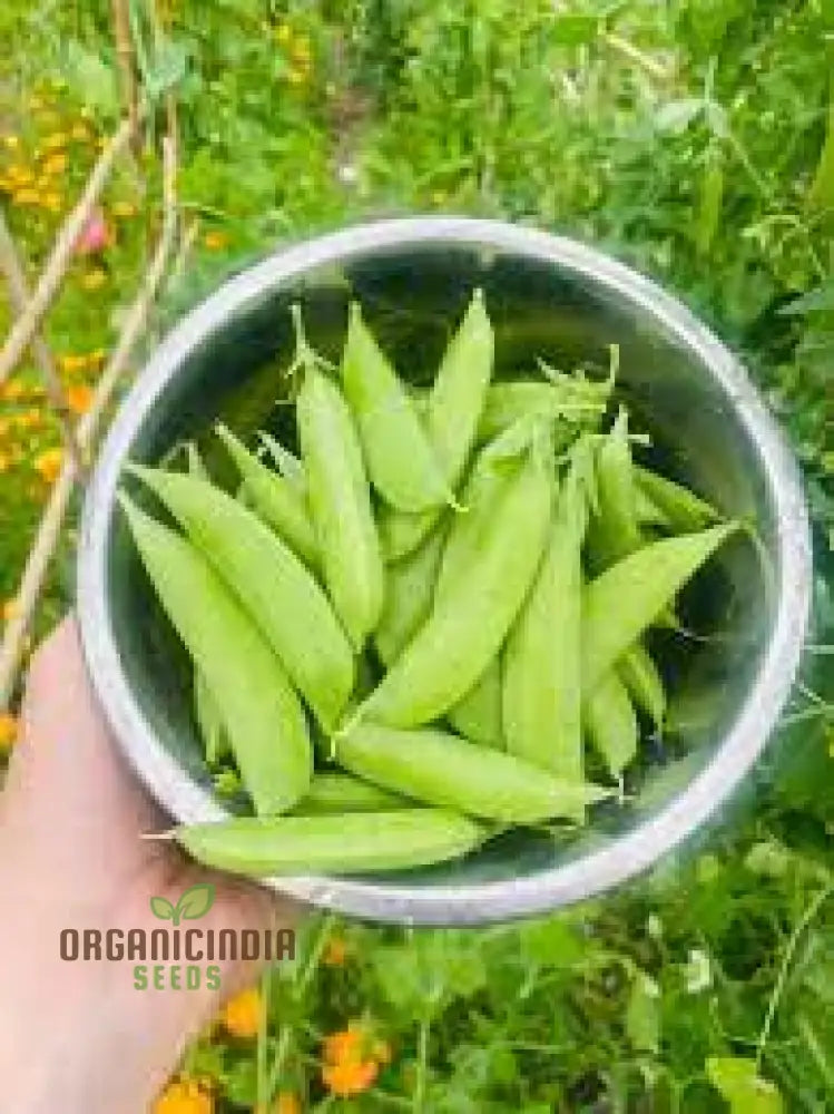 Pea (Sugarsnap) - Bon Seeds For Planting And Gardening Premium Quality