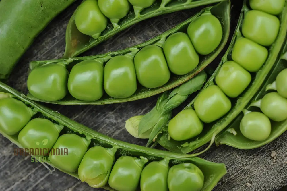 Pea (Sugarsnap) - Bush Sugar Ann Seeds For Planting And Gardening | Premium Quality Organic