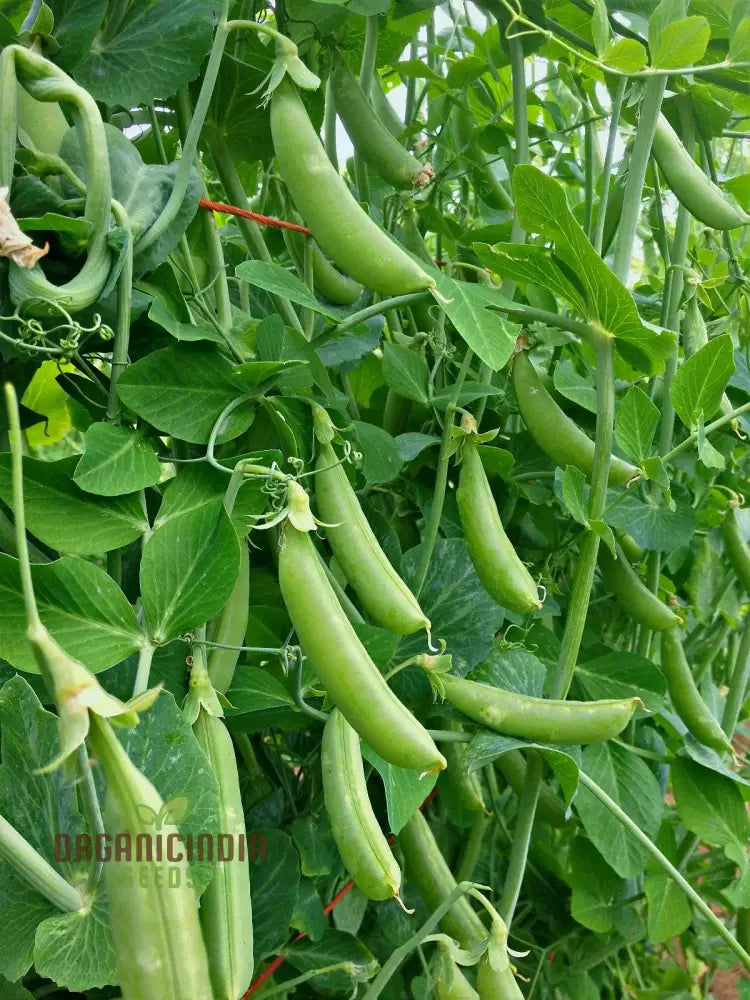 Pea (Sugarsnap) - Bush Sugar Ann Seeds For Planting And Gardening | Premium Quality Organic