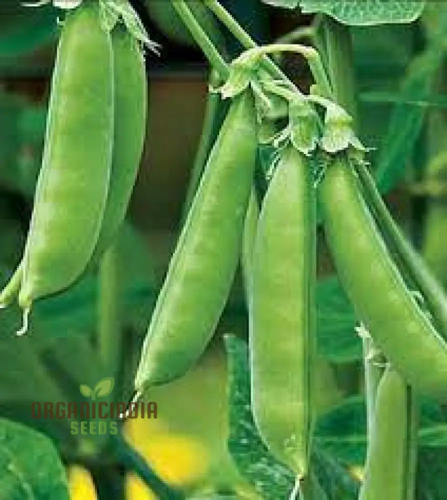 Pea (Sugarsnap) - Bush Sugar Ann Seeds For Planting And Gardening | Premium Quality Organic