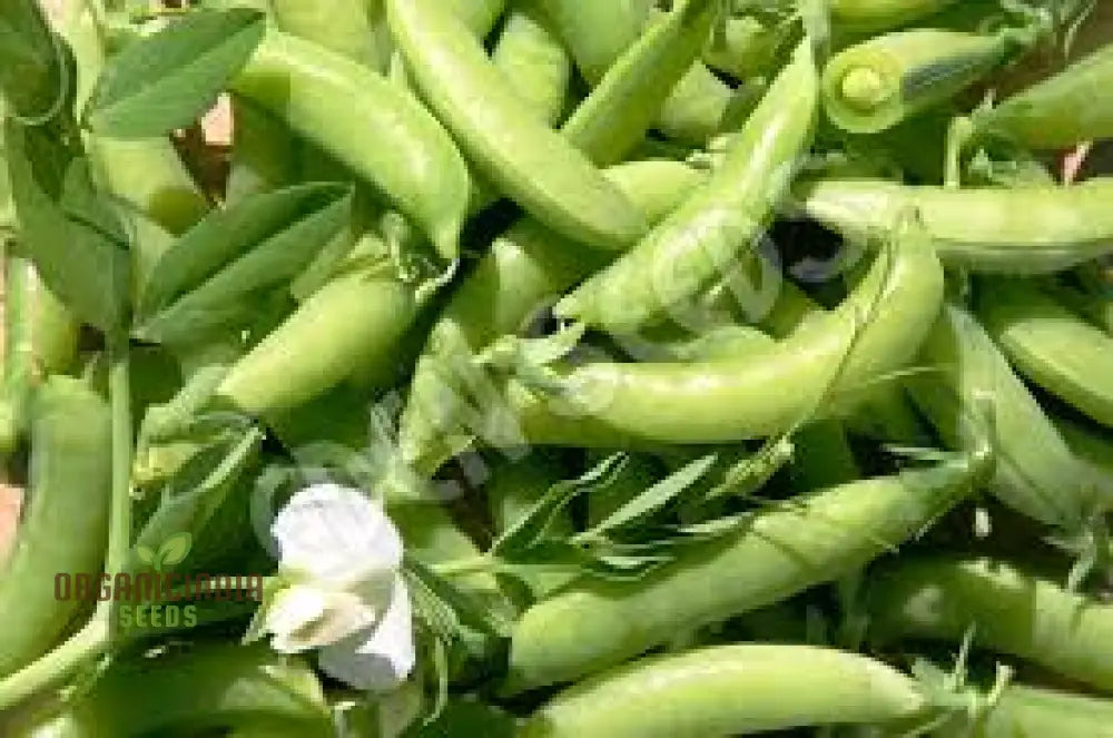 Pea (Sugarsnap) - Bush Sugar Ann Seeds For Planting And Gardening | Premium Quality Organic