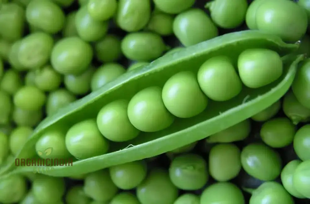 Pea (Sugarsnap) - Bush Sugar Ann Seeds For Planting And Gardening | Premium Quality Organic