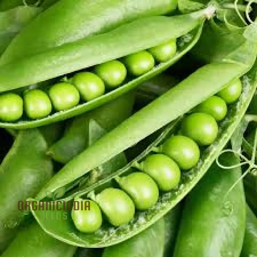 Pea (Sugarsnap) - Bush Sugar Ann Seeds For Planting And Gardening | Premium Quality Organic