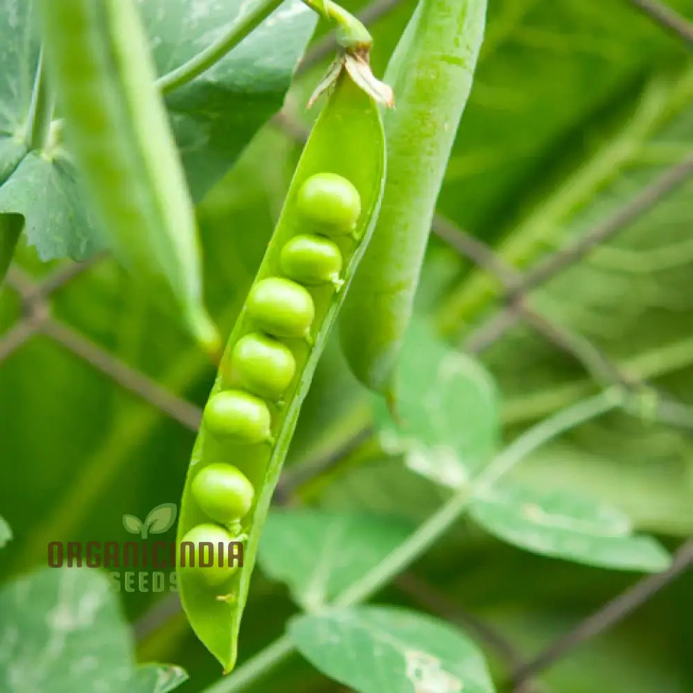 Pea (Sugarsnap) - Bush Sugar Ann Seeds For Planting And Gardening | Premium Quality Organic