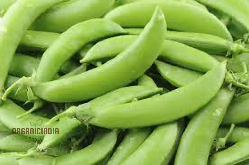 Pea (Sugarsnap) - Bush Sugar Ann Seeds For Planting And Gardening | Premium Quality Organic